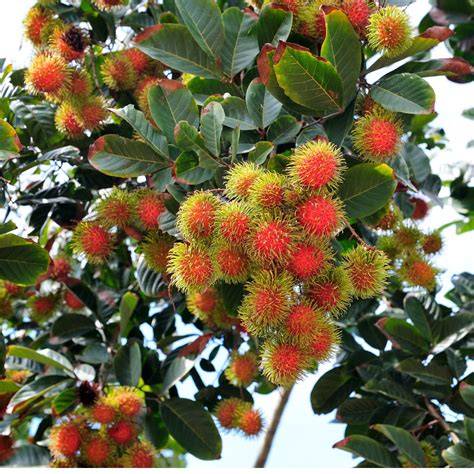 Buy Rambutan Rongrian Live Plant Online | Premium Exotic Fruit Tree ... - raincitystudios.com