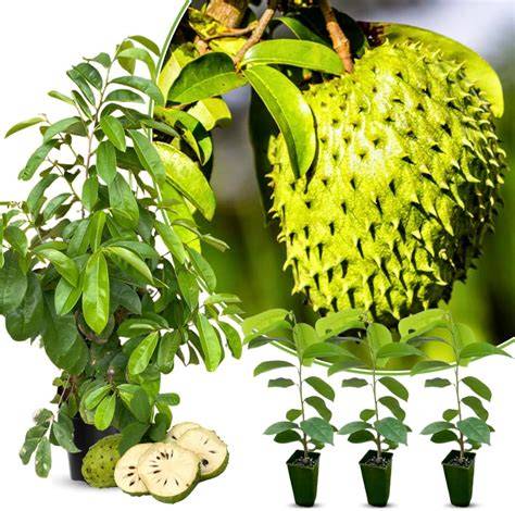 Buy Soursop Plant Live for Planting - raincitystudios.com