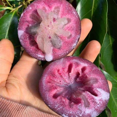 Buy Star Apple Fruit Trees - Chrysophyllum cainito - raincitystudios.com