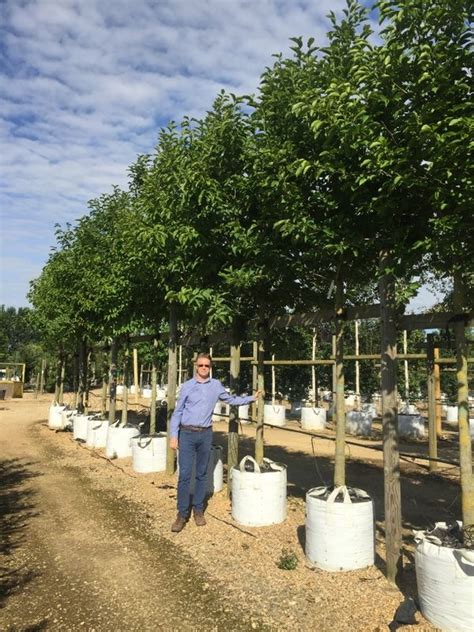 Buy Trees Online - raincitystudios.com