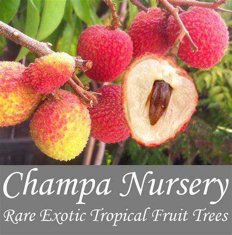 Buy Tropical Fruit Trees Online | Everglades Farm - raincitystudios.com