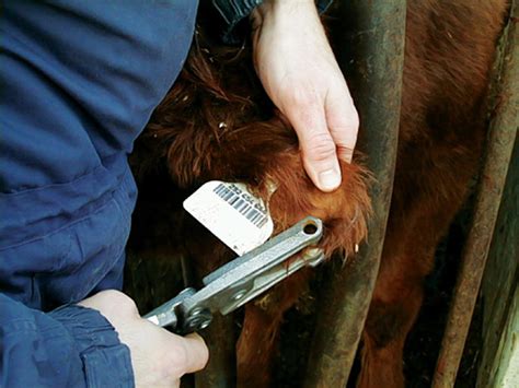 BVD testing in cattle Canadian Cattlemen