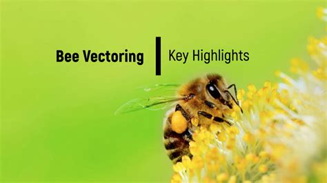 BVT - Bee Vectoring Technologies LinkedIn