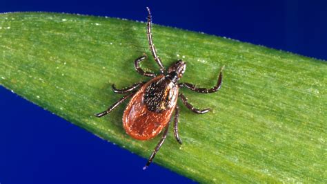 Babesiosis, a tickborne disease, is on the rise in Northeast, according to CDC report