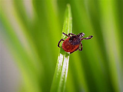 Babesiosis: A Lesser-Known Tick-Borne Disease Rises in …