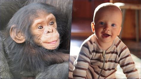 Babies Vs. Chimps: Who