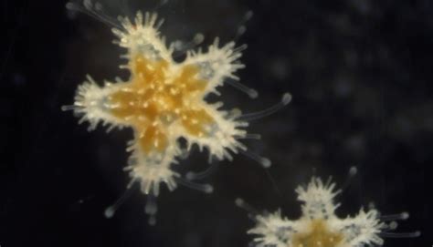 Babies of near-extinct sea star species hatched by San Diego Zoo in scientific first