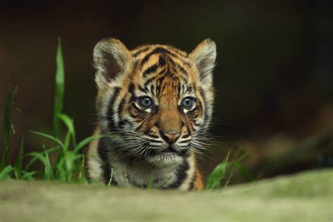  | Baby Tiger