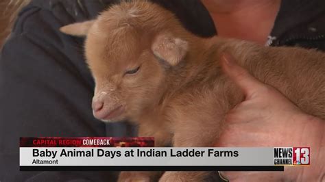 Baby Animal Days returns to Indian Ladder Farms