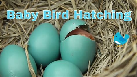 Baby Bird Hatching - YouTube