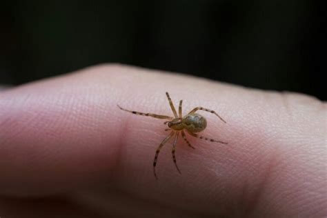 Baby Brown Recluse Spider: How to Identify, Is It Dangerous