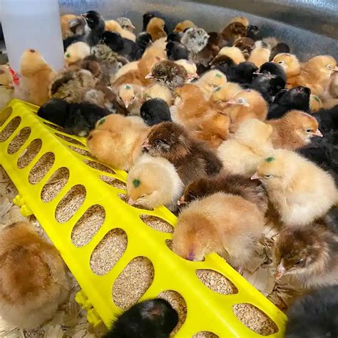 Baby Chickens for Sale in Deer Park, Texas The Farm Zone