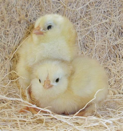 Baby Chicks and Rare Chicks For Sale Chickens For Backyards