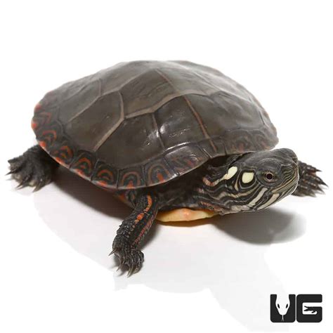 Baby Eastern Painted Turtle - Underground Reptiles