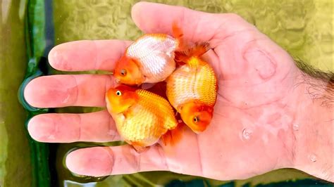 Baby Goldfish - Aquatic Community