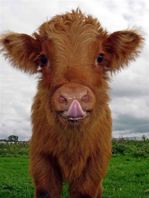 Baby Highland Cows!! We can