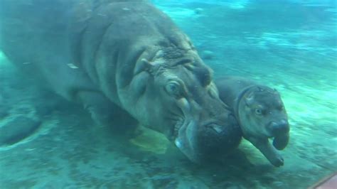 Baby Hippo Learns To Swim - YouTube