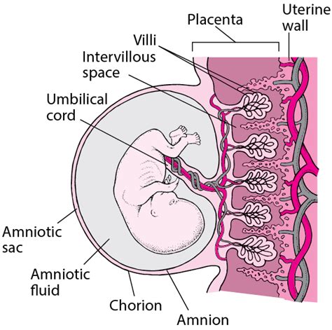 Baby In Womb Diagram