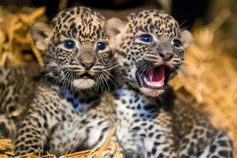 Baby Leopards Tumblr