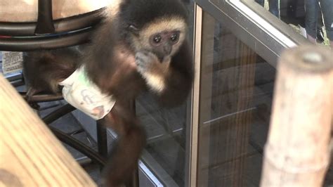 Baby Monkey in a diaper - YouTube