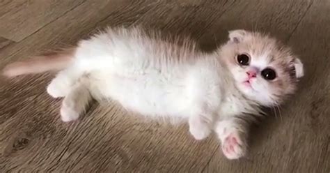 Baby Munchkin Kitten