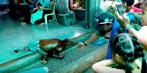 Baby Orangutan Poses For Photos While Chained Up At Thai Zoo - The Dodo