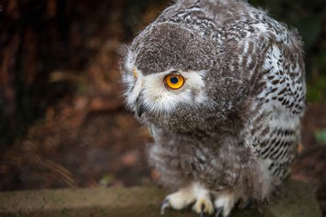 Baby Owl Onlyfans Leak