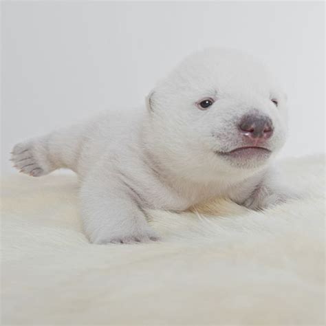 Baby Polar Bear Siku