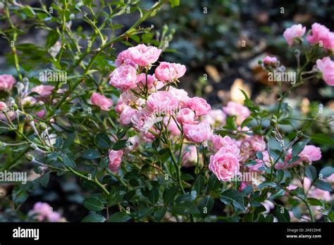 Baby Rose Leaked 🍆 [HD]