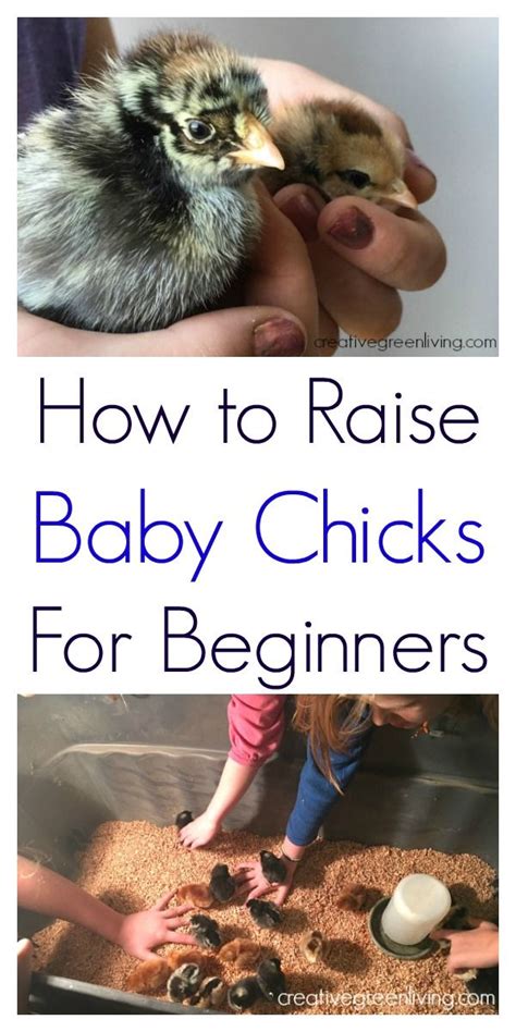 Baby Steps To Backyard Chickens