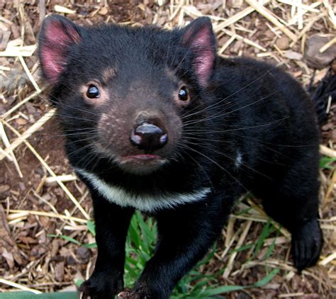 Baby Tasmanian Devil Wallpaper