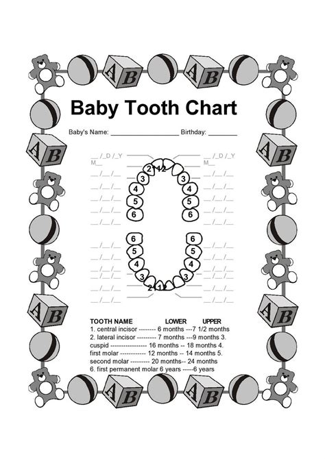 Baby Tooth Chart Coloring Pages