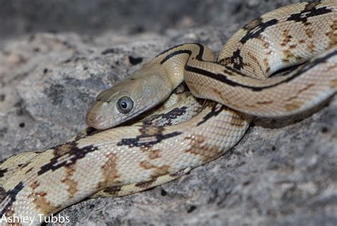 Baby Trans-Pecos Rat Snakes (Bogertophis subocularis) For Sale ...