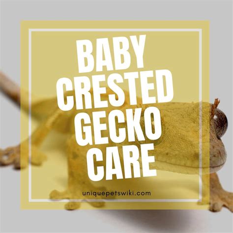 Baby and Juvenile Crested Gecko Care: Everything You Need to …