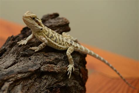 Baby bearded dragon. When determining bearded dragon age, you need to consider their size. Hatchlings will be 2-4 inches, baby beardies (0-2 months) 5-9 inches, juveniles (2-7 months) 5-9 at two months, and 12-19 inches at 7 months. Subadults (7-18 months) and adults (18+ months) will be 12-22 inches and 18-22 inches, respectively. Besides the age-size chart, you can ask … 