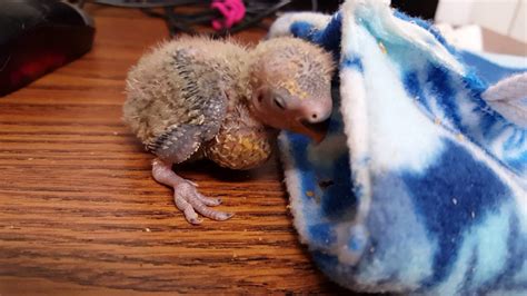 Baby bird crop full of air. .  ...