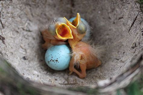 Baby birds. Things To Know About Baby birds. 