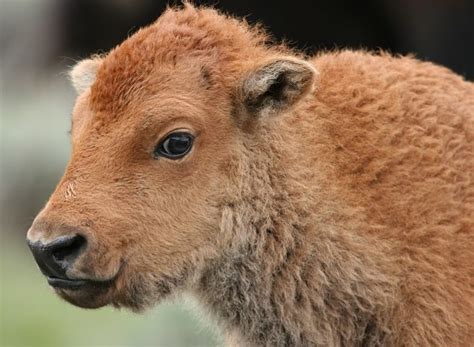 Baby bison. Things To Know About Baby bison. 