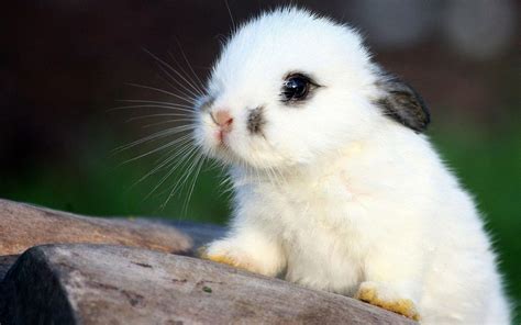 Baby bunnies. Things To Know About Baby bunnies. 