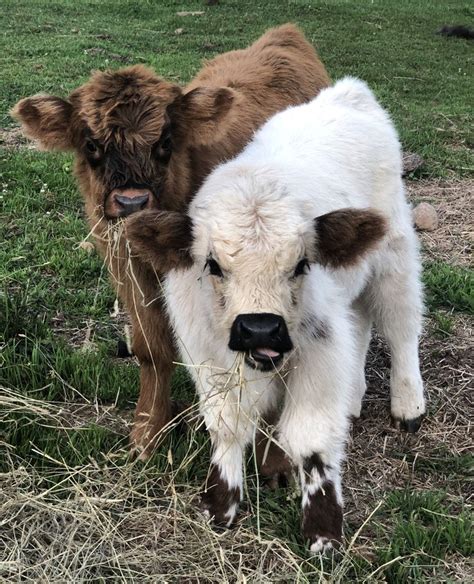 Oliver Miniature Acres requests a 25% non-refundable deposit to keep a calf for you – payments are in cash, personal checks, PayPal, credit cards, debit cards, and bank drafts through their invoice app. 2. Pearly Ranch Miniature Cattle Co. Address: Troy, Texas. Phone: 254-721-4224. Email: kodi.tate@yahoo.com.. Baby cows for sale near me