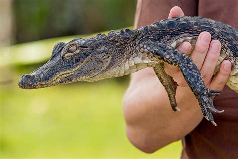 Baby crocodile born without eyes finds home at Everglades Outpost Wildlife Sanctuary