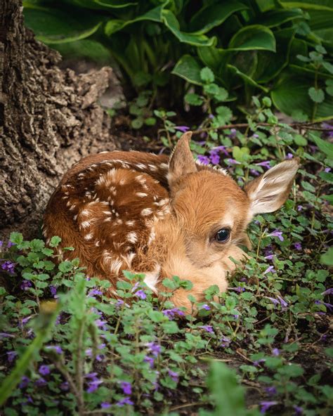 Baby deer. Jun 8, 2018 · Pixabay. This is a predicament that professional wildlife rehabilitators are constantly facing each spring, as mother deer usually leave their fawns for up to 12 hours per day to forage for food. Since newborn fawns are typically too weak to keep up with their moms for the first few weeks of life, they rest in vegetation while she’s gone. 