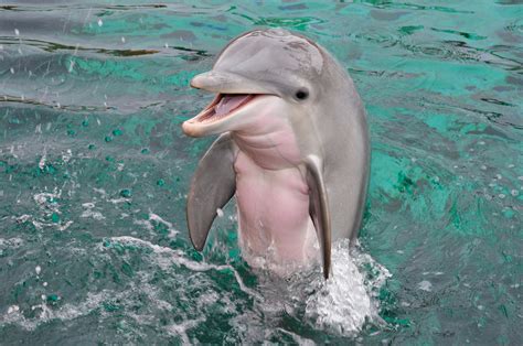 Baby dolphin. Dolphins are rapists. Male bottlenose dolphins are known to gang up and rape female dolphins. A group of dolphins will “kidnap” a female dolphin and take turns aggressively raping her. The rape can go on for weeks, during which the males in the pod smack the female with their tails, threaten her with aggressive movements and noises, … 