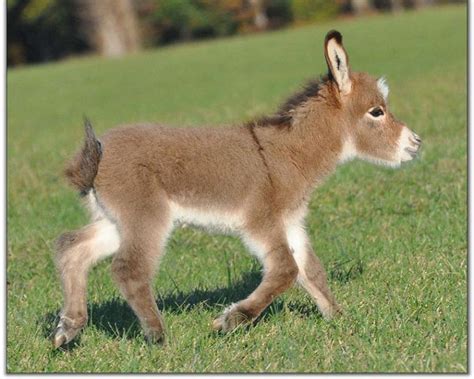 Baby donkey. Things To Know About Baby donkey. 