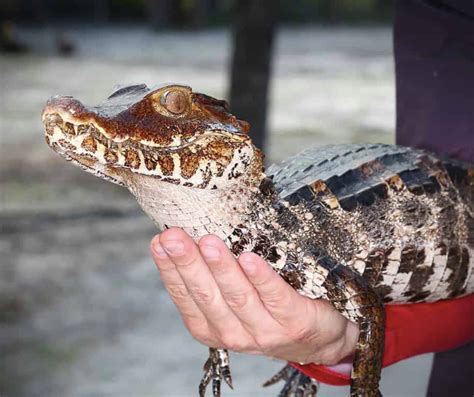 Baby Smooth Front Caiman For Sale $ 249.99 Add to cart; Cuvier’s Dwarf Caiman for Sale $ 359.99 – $ 409.99 Select options; Dwarf Caiman $ 279.99 – $ 359.99 Select options; Juvenile Smooth Front Caiman For Sale $ 299.99 Add to cart; Morelet’s Crocodile $ 399.99 Add to cart; Sale! Smooth Front Caiman $ 449.99 $ 399.99 Add to cart