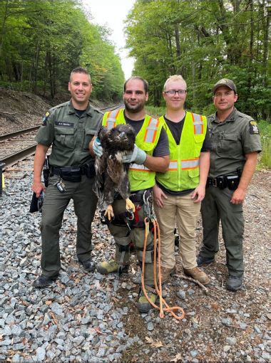 Baby eagle rescued 120 feet high in tree near Binghamton