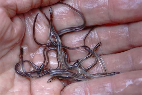 Baby eels remain one of America’s most valuable fish after strong year in Maine