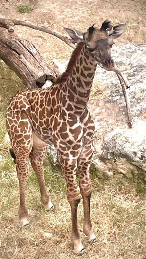 Baby giraffe Zuri dies at Cameron Park Zoo