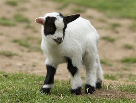 Baby goat. Things To Know About Baby goat. 