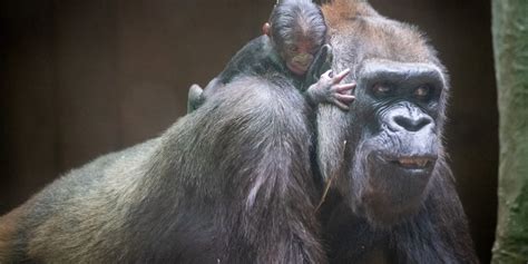 Baby gorilla’s 1st crawl caught on camera at Cleveland Metroparks Zoo …